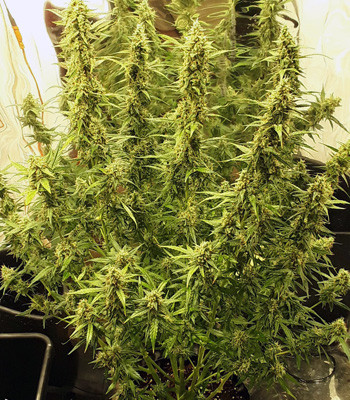 Куст Auto New York City до харвеста