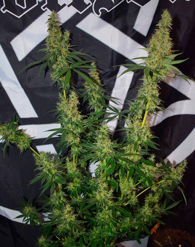 Созревший куст марихуаны