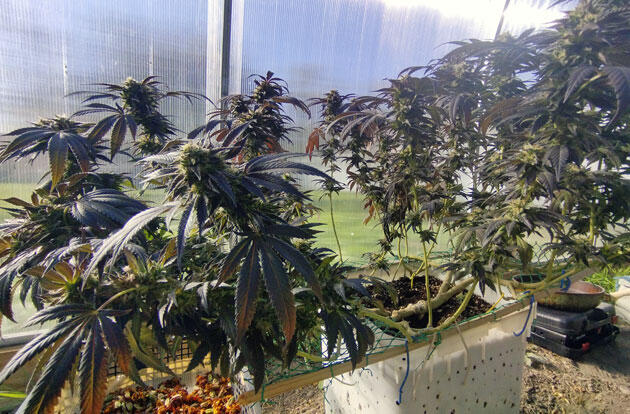 Финальная стадия цветения каннабиса Зрелый куст каннабиса перед харвестом