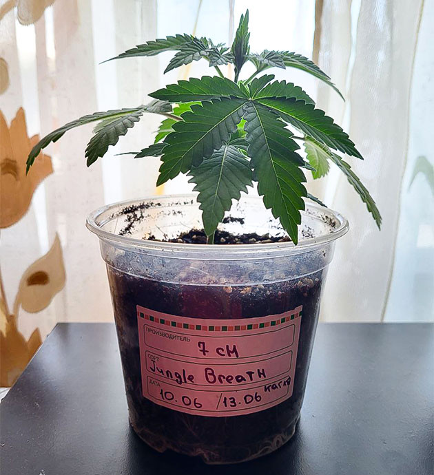 Росток Jungle Breath на 2 неделе выращивания