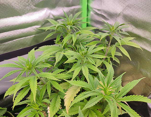 LST и пересадка: уход за Gorilla