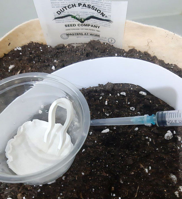 Подготовка субстрата для Critical Orange Punch Auto