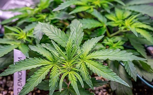 Гроурепорт сорта конопли Wedding Cheesecake Auto