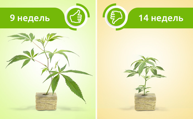 Сравнение продолжительности цветения клонов