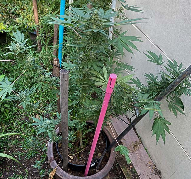 Куст Golosa на цветении