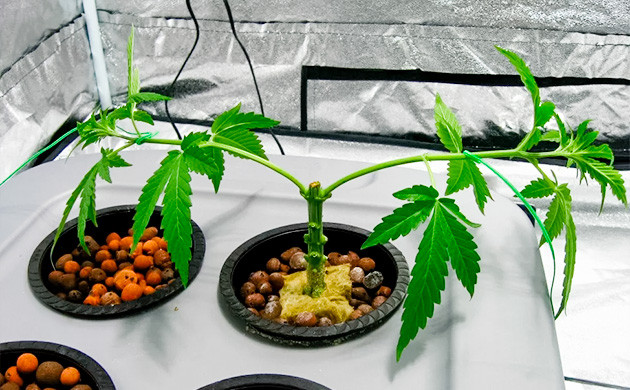 Преимущества топпинга перед фиммингом