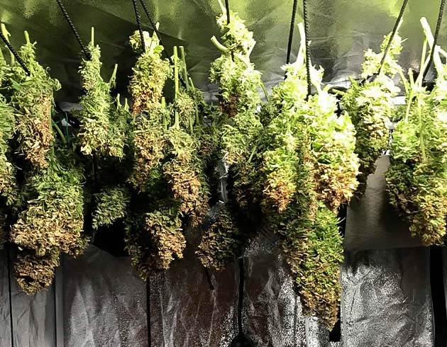 Харвест и сушка соцветий HulkBerry