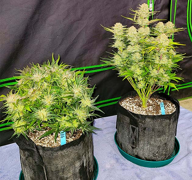 Последний рывок перед уборкой Apricot Auto