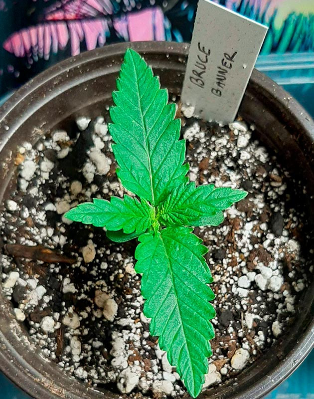 Росток Bruce Banner от Семяныч ростом 5 см