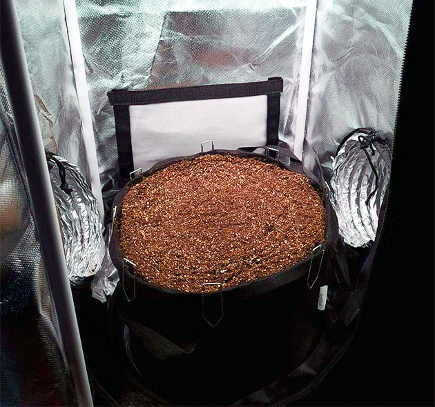 Проращивание семян конопли Auto Cinderella Jack