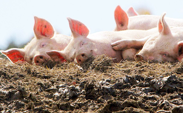 Навоз животных Свиной навоз