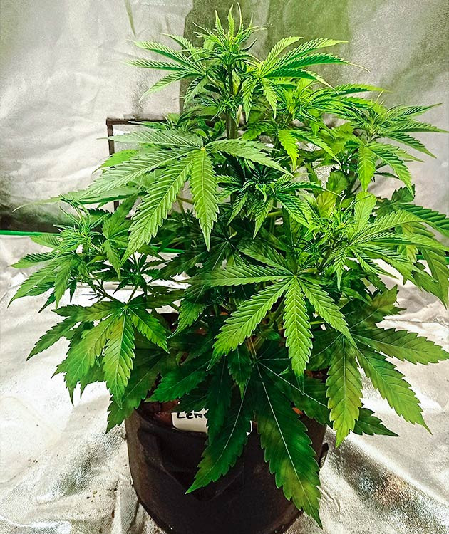 Кусты на 4 неделе выращивания