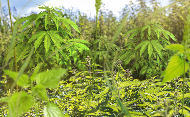 Кусты конопли в зарослях крапивы