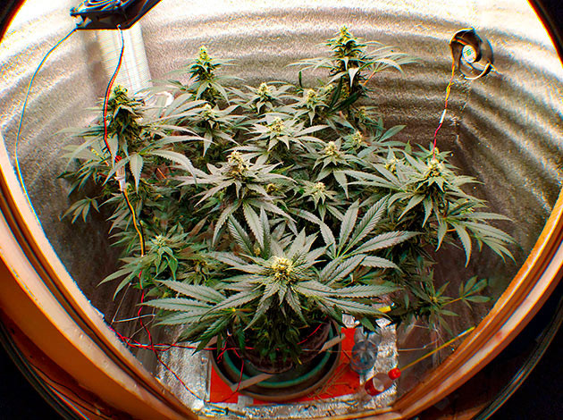 Цветущий куст конопли в гроубоксе