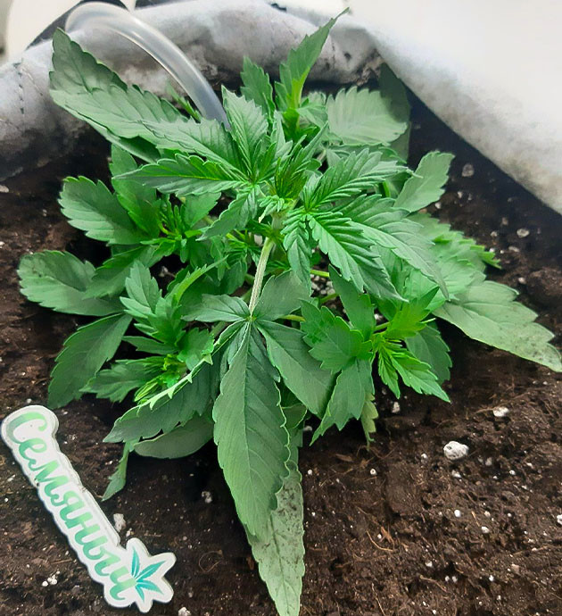 Полив и подкормка растения