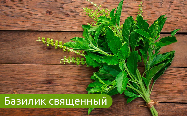 Базилик: душистый и священный