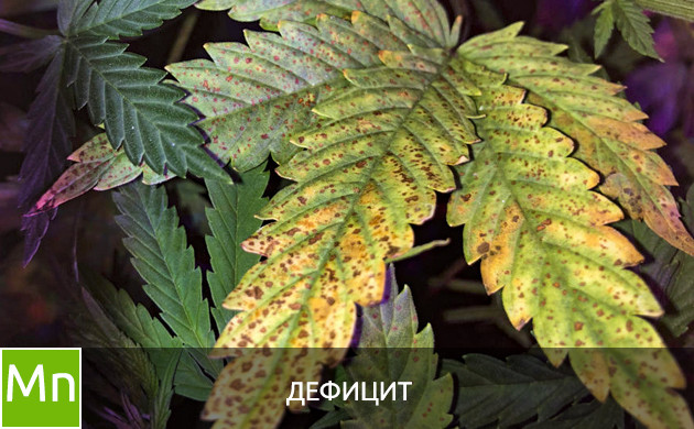 Дефицит марганца Листья при дефиците марганца