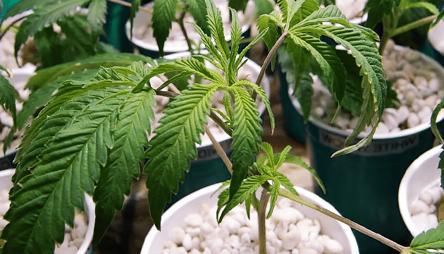 При переливе листья увядают