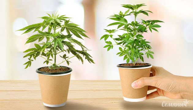 Какие сорта можно выращивать одновременно