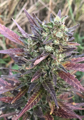 Главная кола Pineapple Express Auto