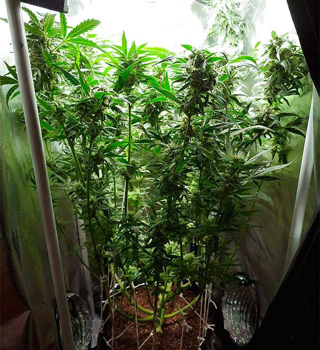 Какие удобрения нужны на фазе цветения