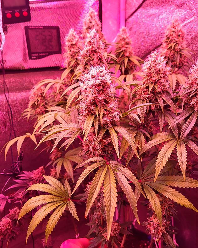 Соцветия Jungle Breath от 7CH American на 14-15 неделе выращивания