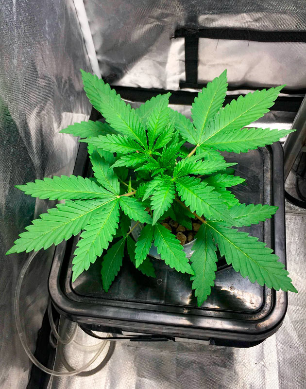 Быстрый рост саженца и обильная зелень