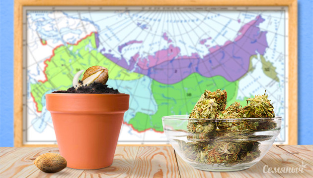 Посадка семени и сбор урожая конопли