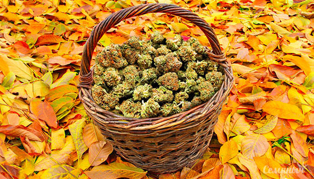 Шишки конопли осенью