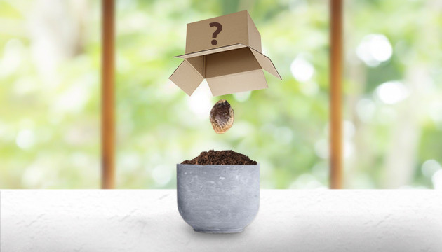 Неизвестный сорт