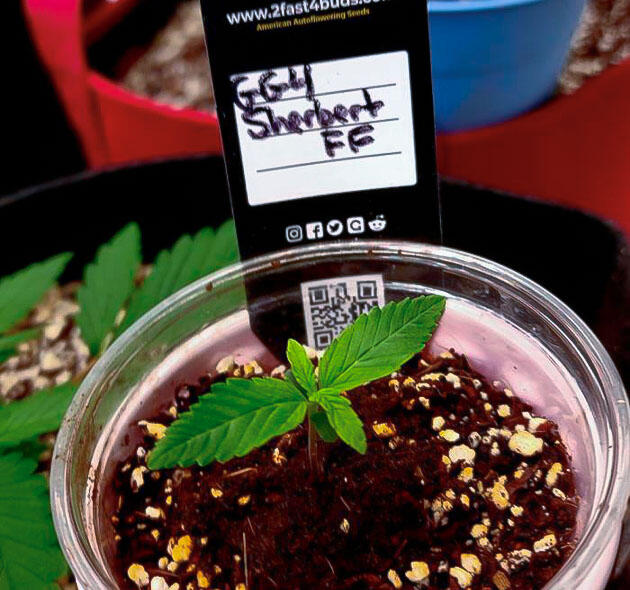 Проращивание конопли Росток сорта GG4 Sherbet FF fem