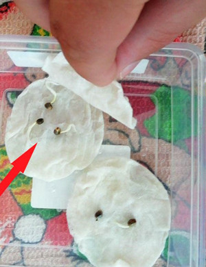 Пророщенные семена в ватных дисках