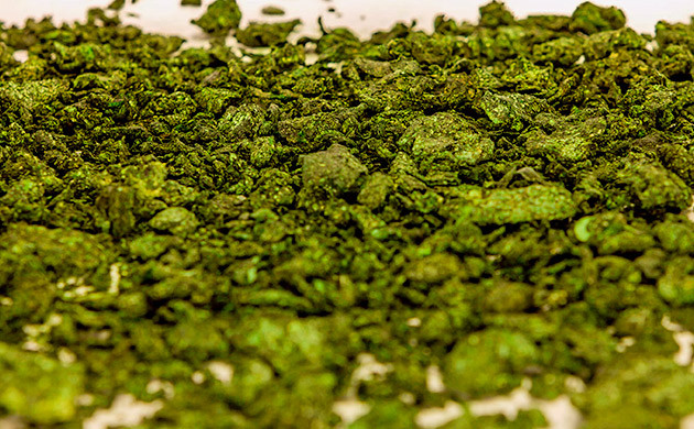 Kelp Meal: питательные вещества из морских водорослей Ламинария как источник минералов для каннабиса