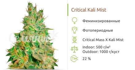 Critical Kali Mist от Delicious Seeds