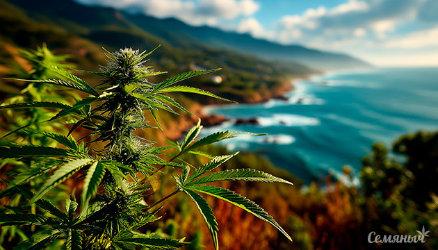 Durban Poison – фундаментальная сатива с Черного континента