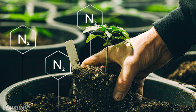 Недостаток азота у конопли и его последствия