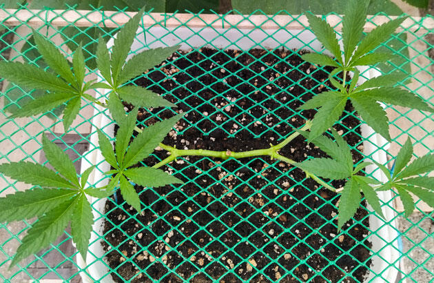 Уход за каннабисом на вегетации Здоровый куст конопли с формирующейся кроной