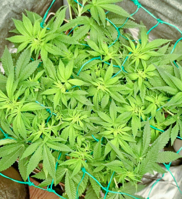 Марихуана под сеткой ScrOG