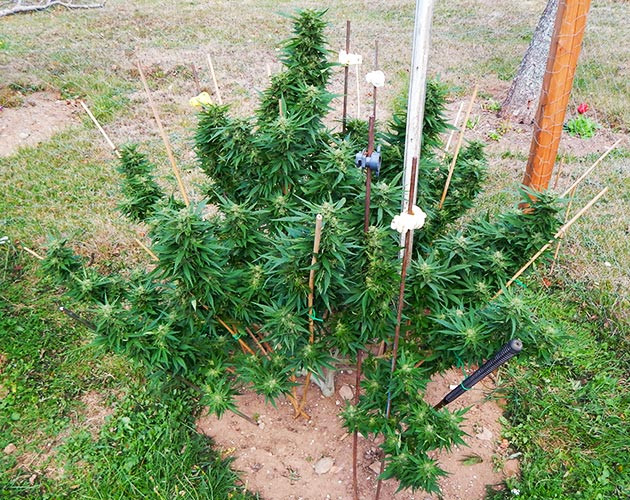 Здоровый зеленый куст каннабиса