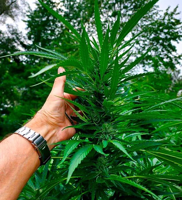 Поддержка марихуаны на этапе активного цветения Цветущая конопля после тропических дождей