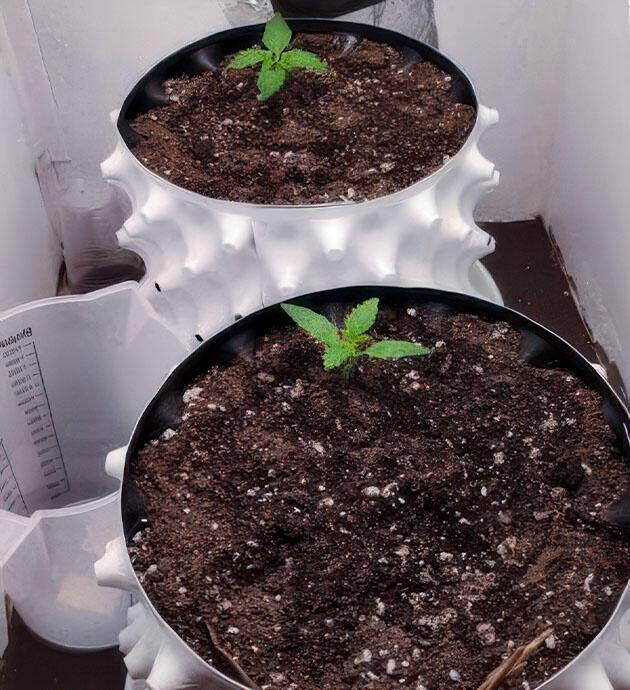 Ростки сорта Kali Mist Auto