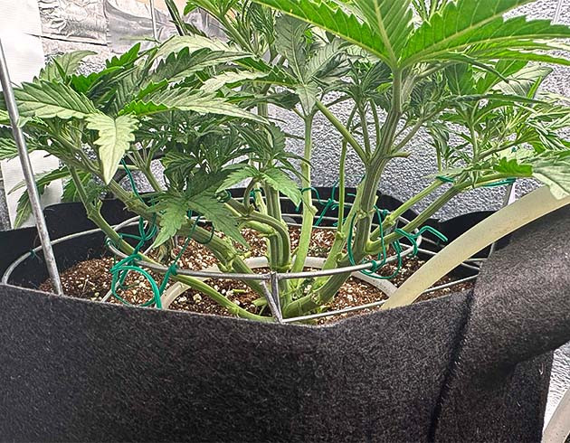 Godzilla Cookies Auto на 4 неделе выращивания