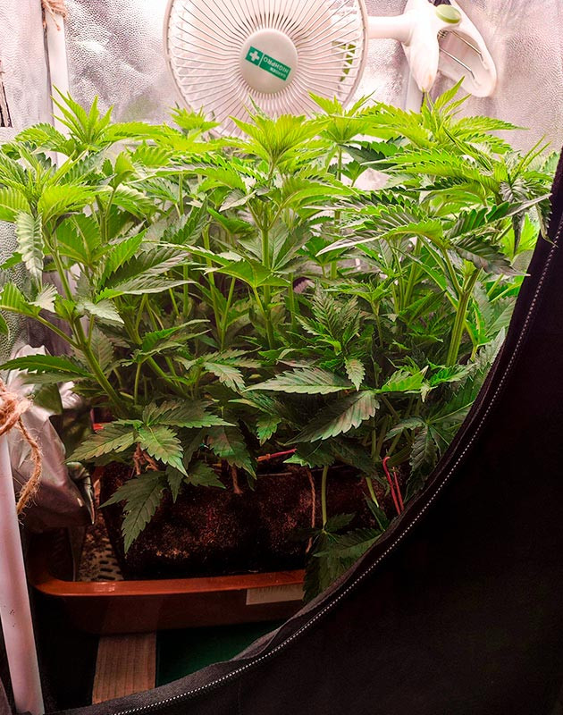 Дефицит кальция у куста Sensi Star