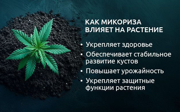 Микориза и каннабис: симбиоз