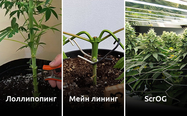 Тренировки кустов для предотвращения попкорнизации соцветий 