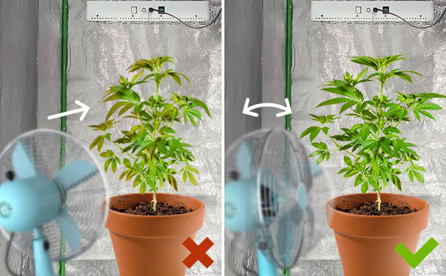 Как правильно устроить обдув конопли