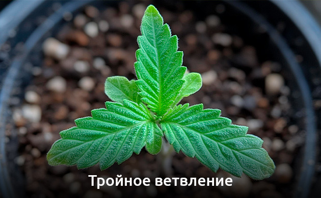 Тройное ветвление — вид мутации каннабиса Тройное ветвление марихуаны