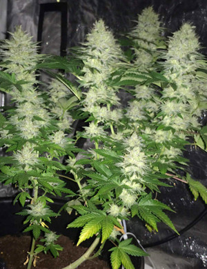 Куст с большими шишками