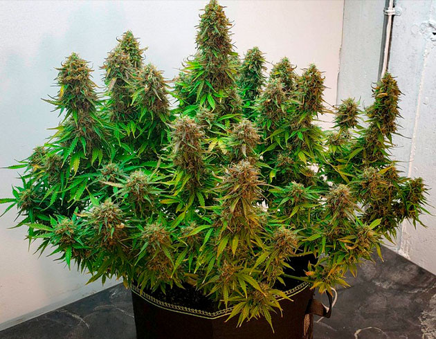 Соцветия покрывающую всю колу