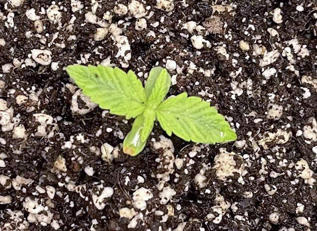 Проращивание семени и удобрения Росток Cherry Cola Auto от FastBuds